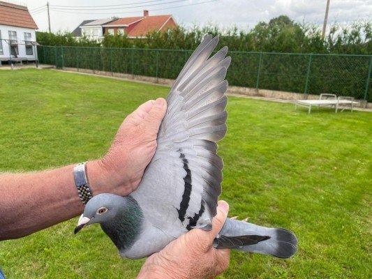 National winner Argenton IV Old birds Andre Roodhooft